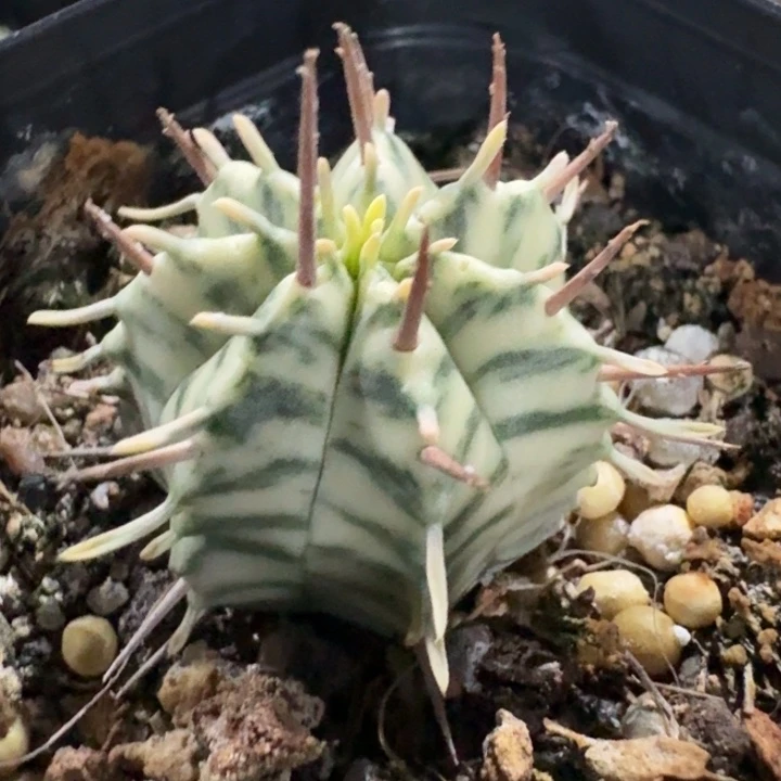斑马大戟锦自根仙人球。