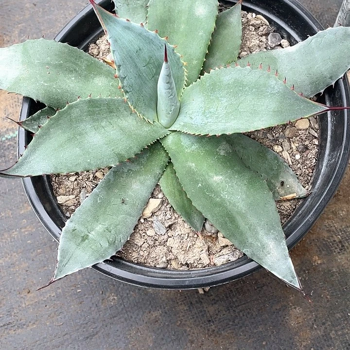 无花朵M***゛龙舌兰绿色植物