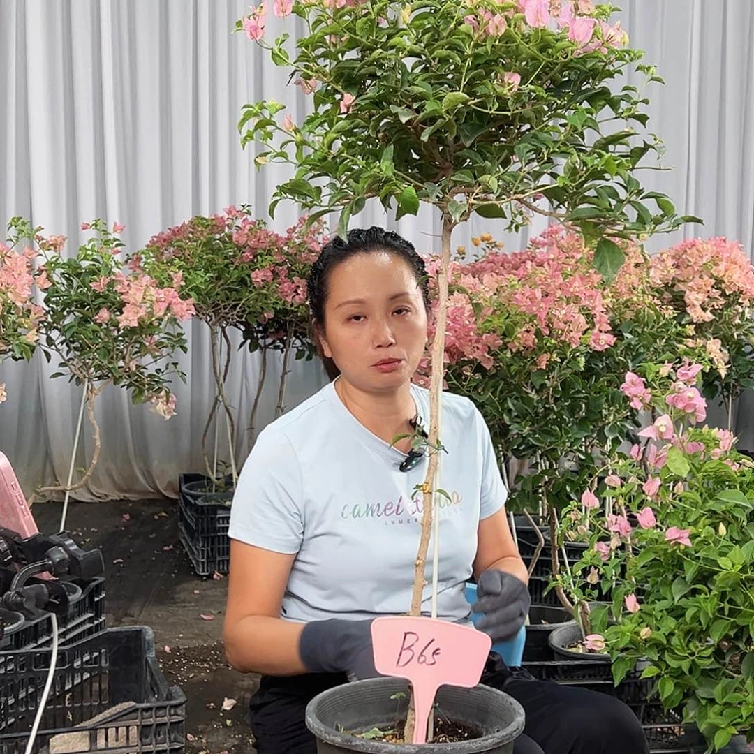 岁***情当前无花栽培后可以开花B65魔法樱花