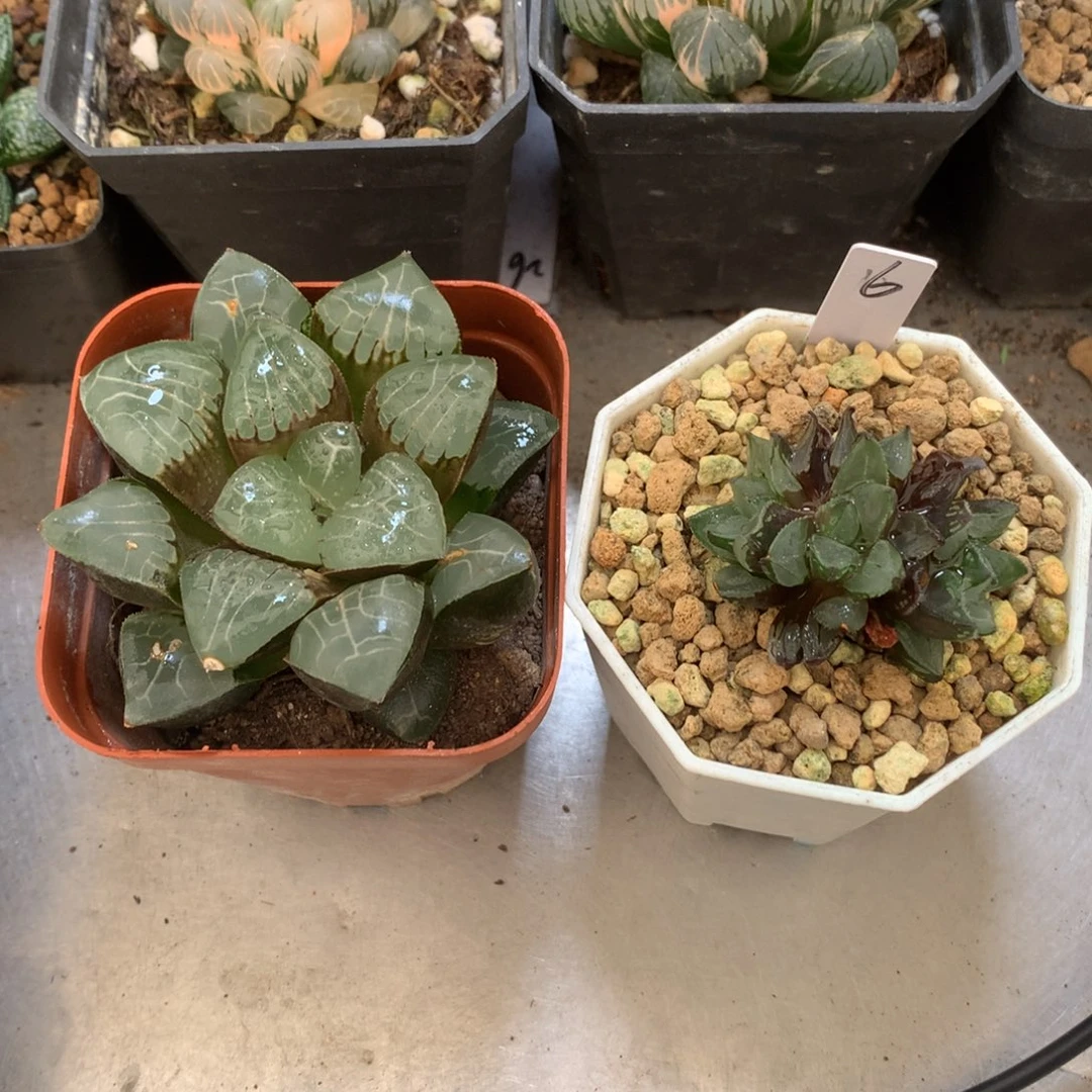 兰***馨天池，圣诞蜡烛，带盆发货