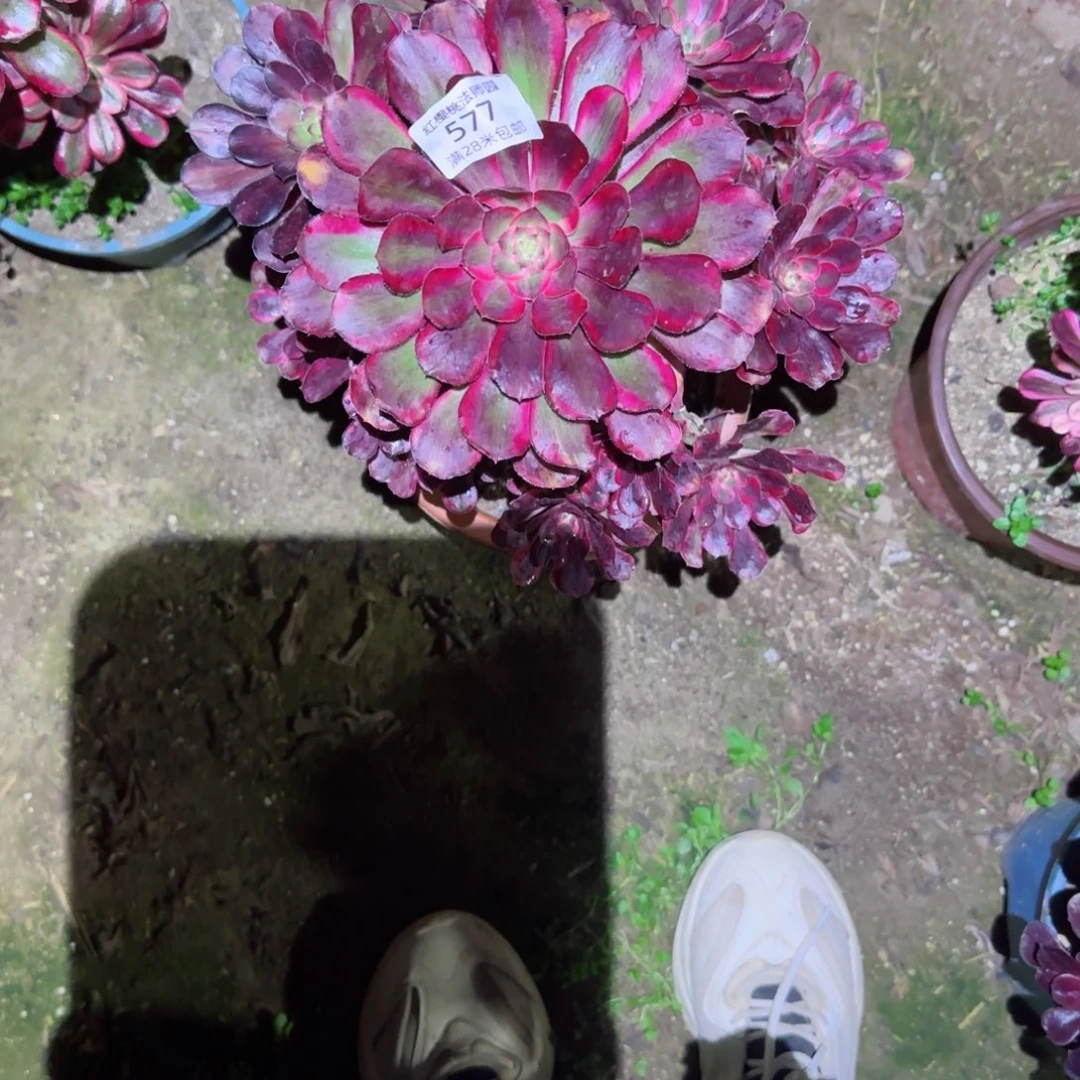 丽娜法师多肉577