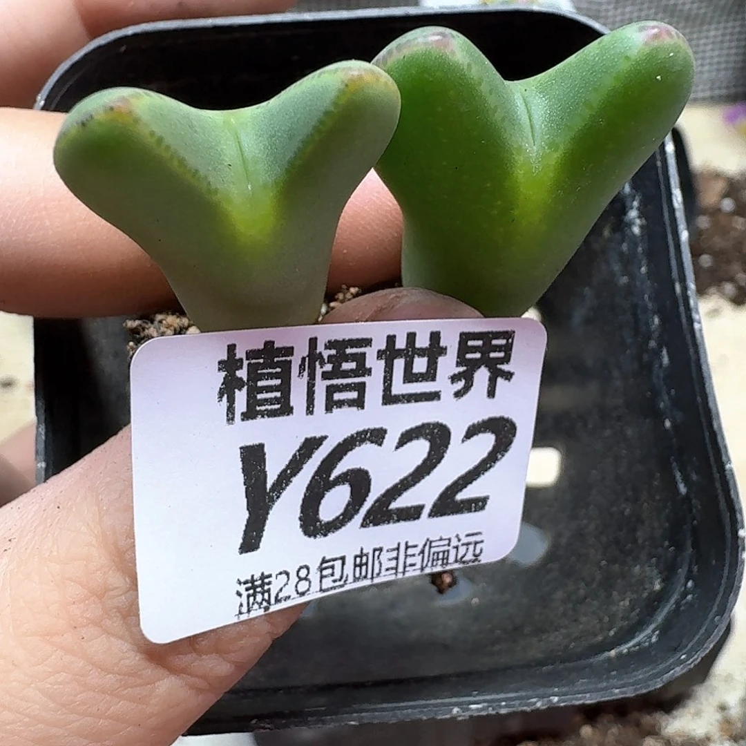 多肉植物多人说过话