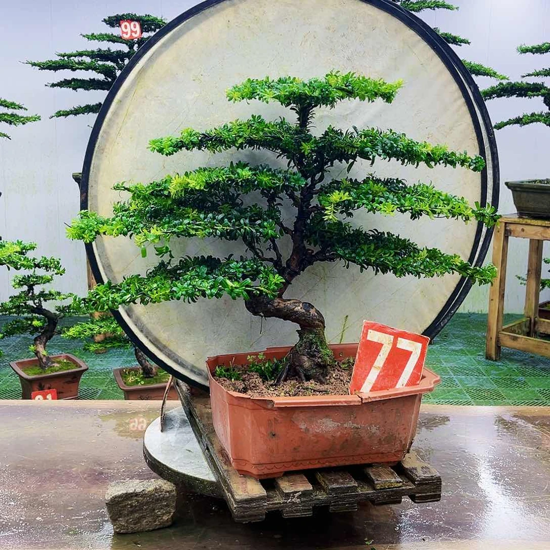 完全开放罗汉松盆景艺术