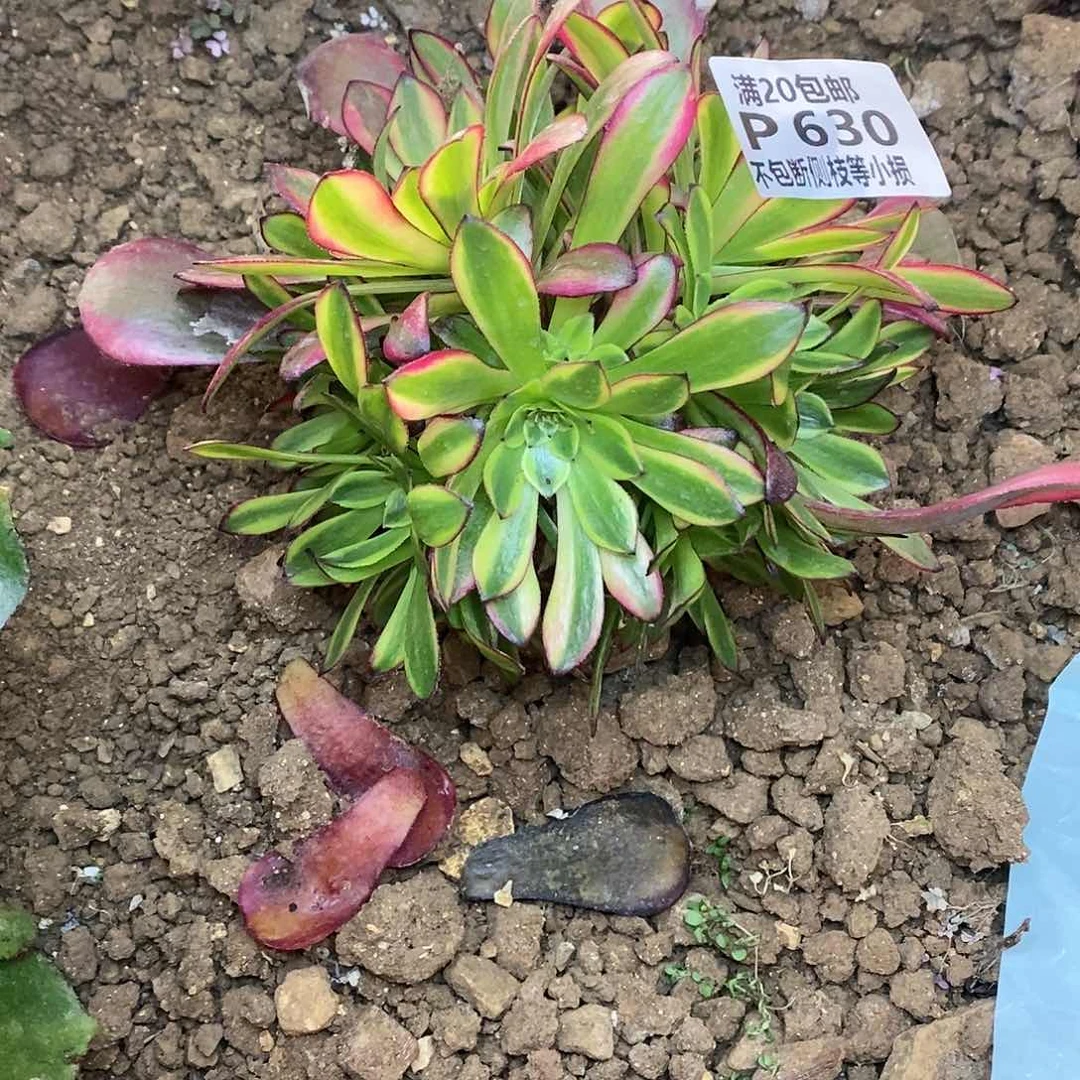 630皇妃有砍多肉法师锦