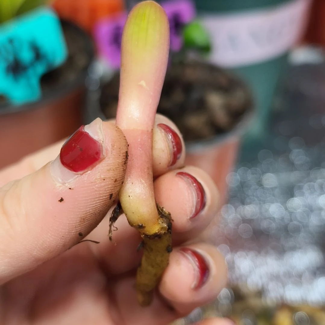 金****无花朵君子兰直播带货王