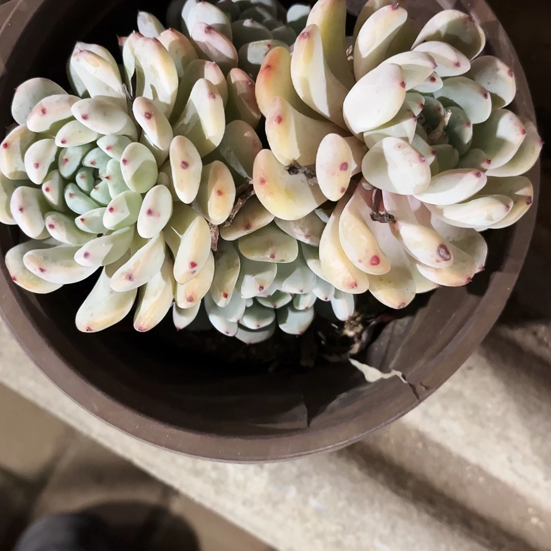 姬***君128多肉植物提取萃取剂