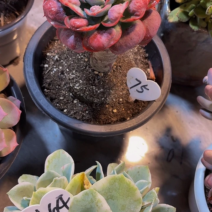 肥****露丽娟花卉精品玉滴