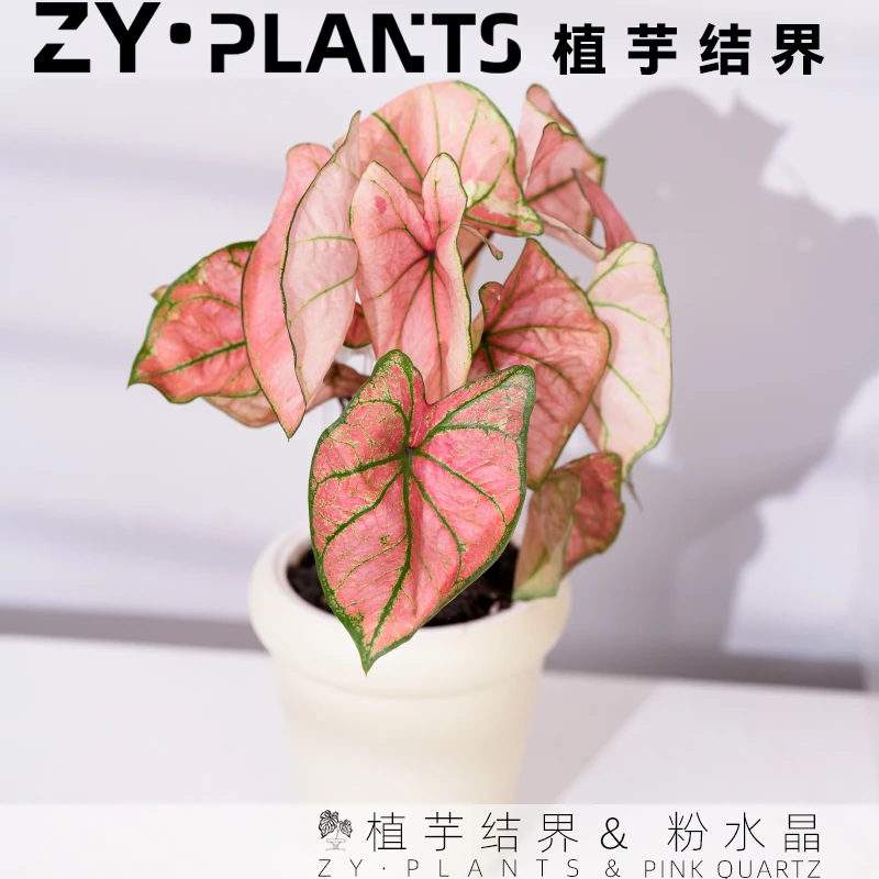 「植芋结界」粉水晶彩叶芋吸水套盆INS风桌面阳台好养观叶植物盆栽