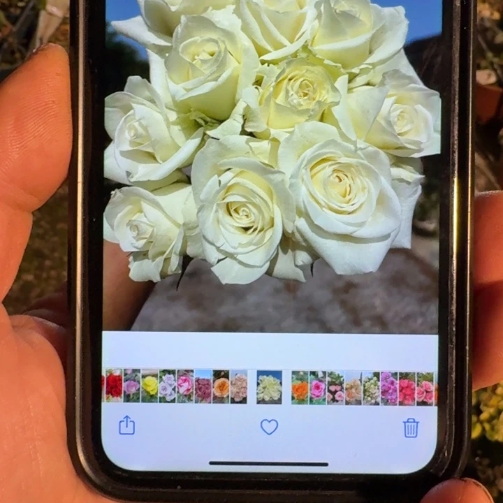 无花朵白色山峰小苗