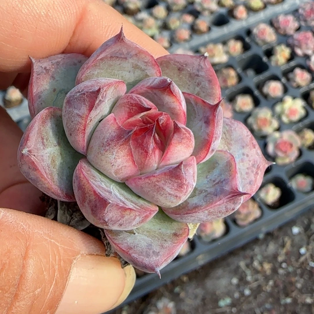 小卡拉米糖心一物一拍