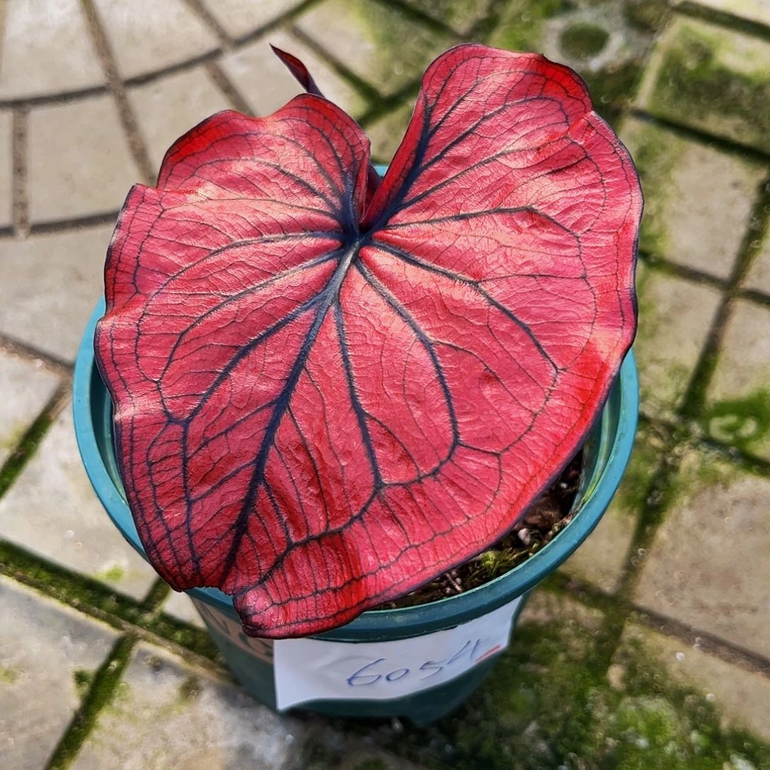 晨***星完全开放一物一拍6054