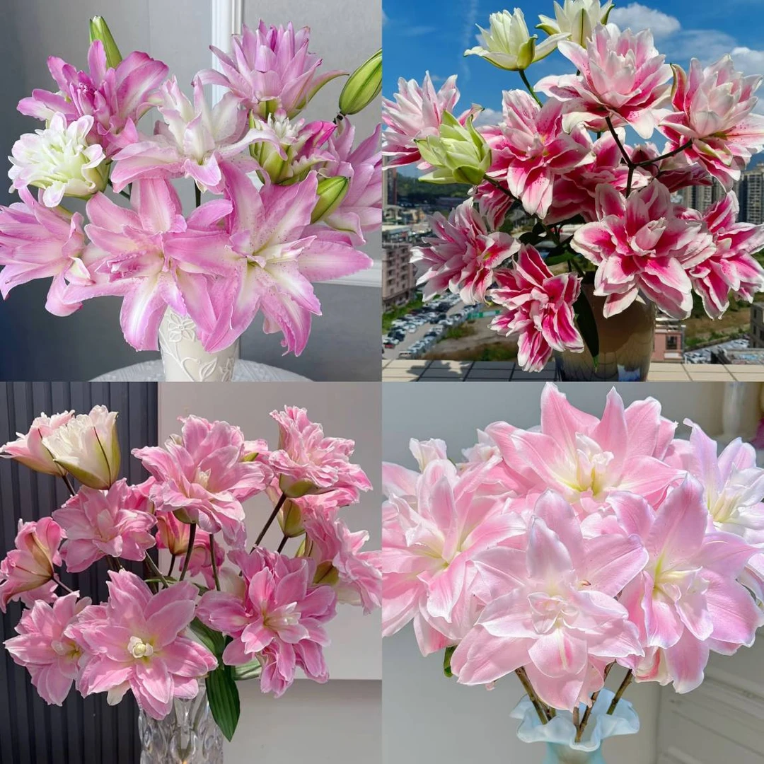 【盼盼鲜花】不选色重瓣百合 高货 一单陆运/两单升级冷链 云南鲜花