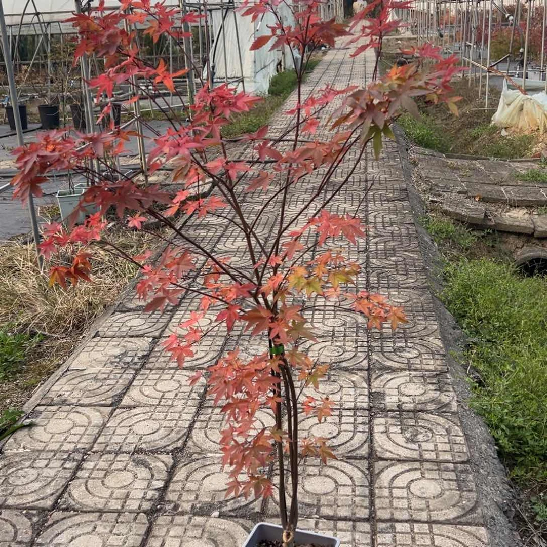 不开花植物55出猩猩