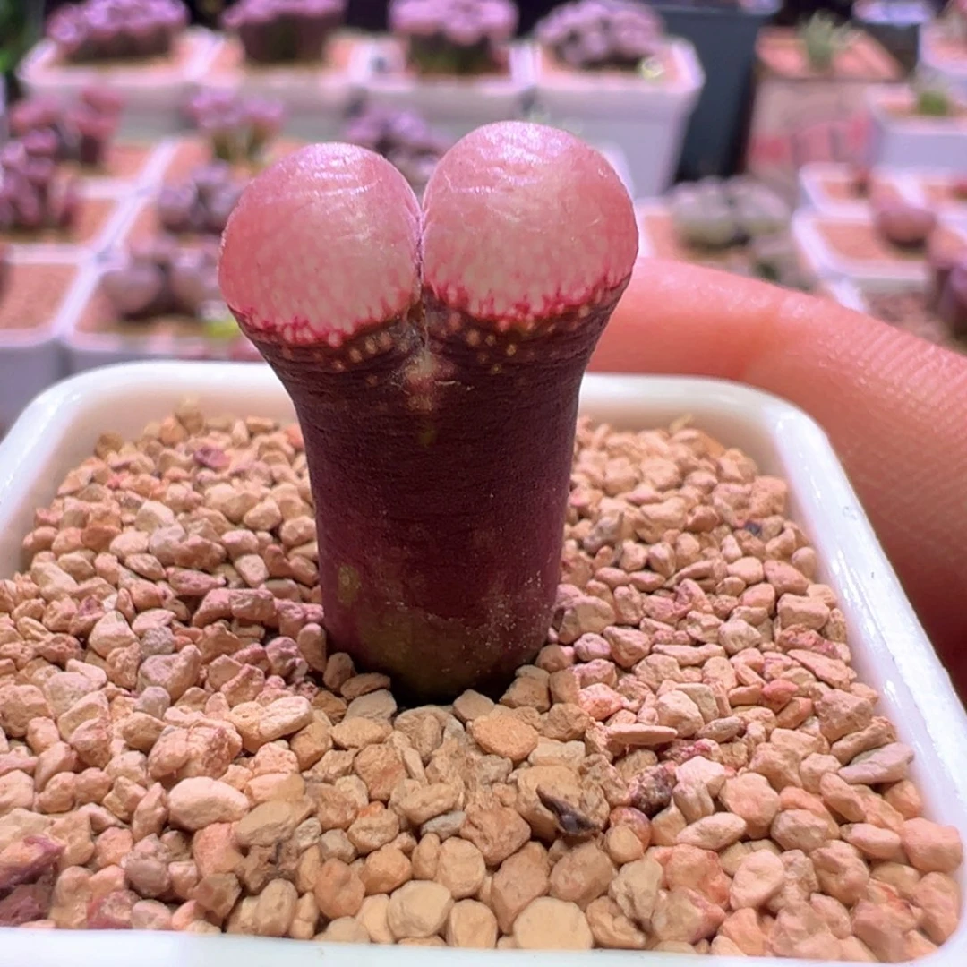 0875，韩系风铃后代，肉锥植物
