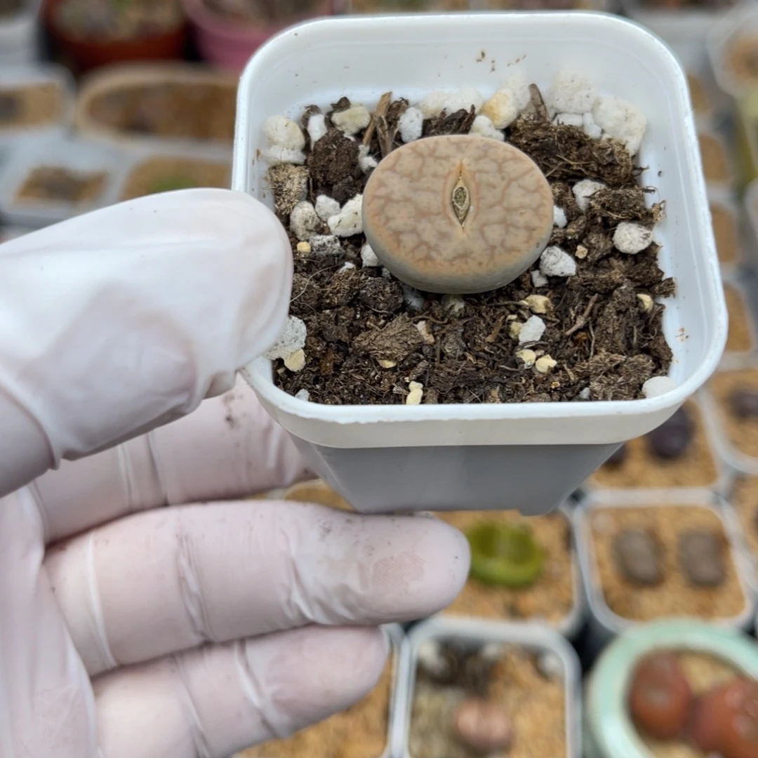 多肉植物一物一拍6