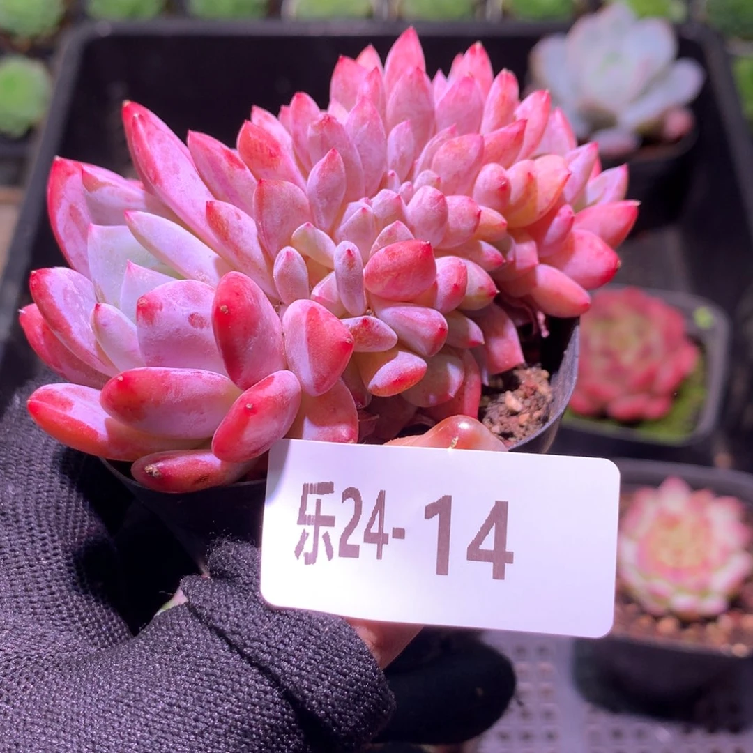 乐然24-14 橙梦露缀化