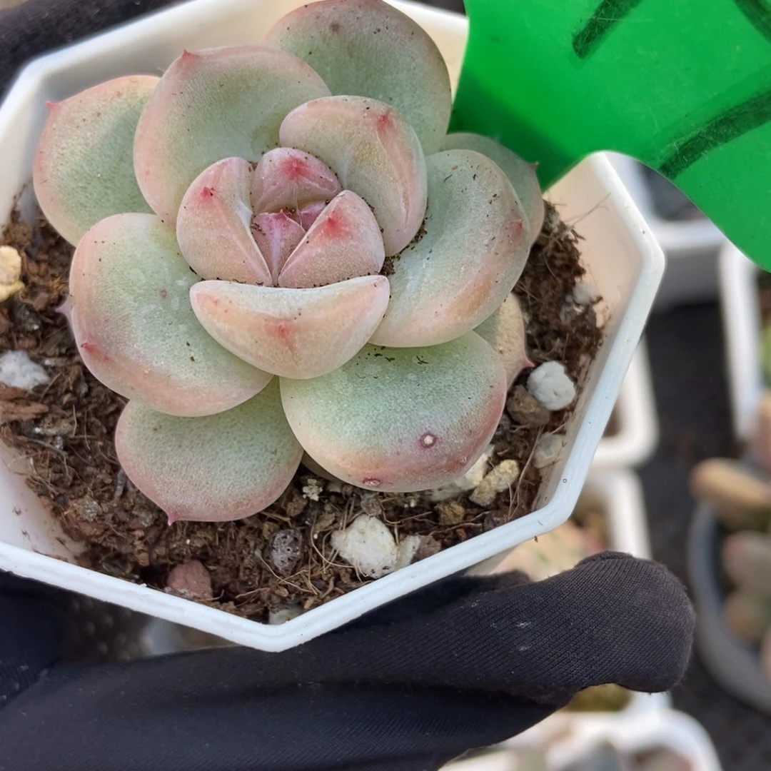 817珍妮多肉植物多肉