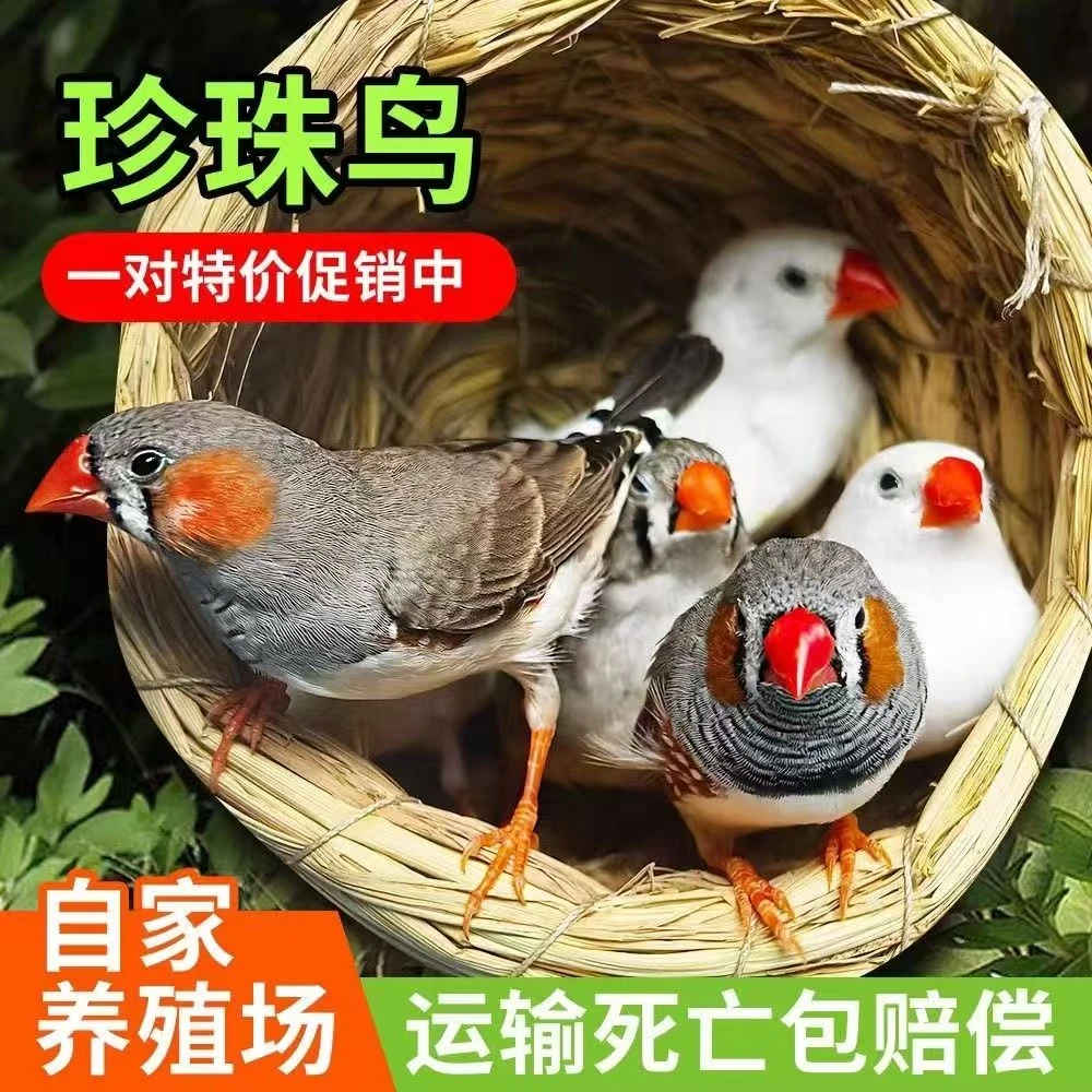 【珍珠鸟】会说话 可观赏 手养 亲人粘人（颜色可选）