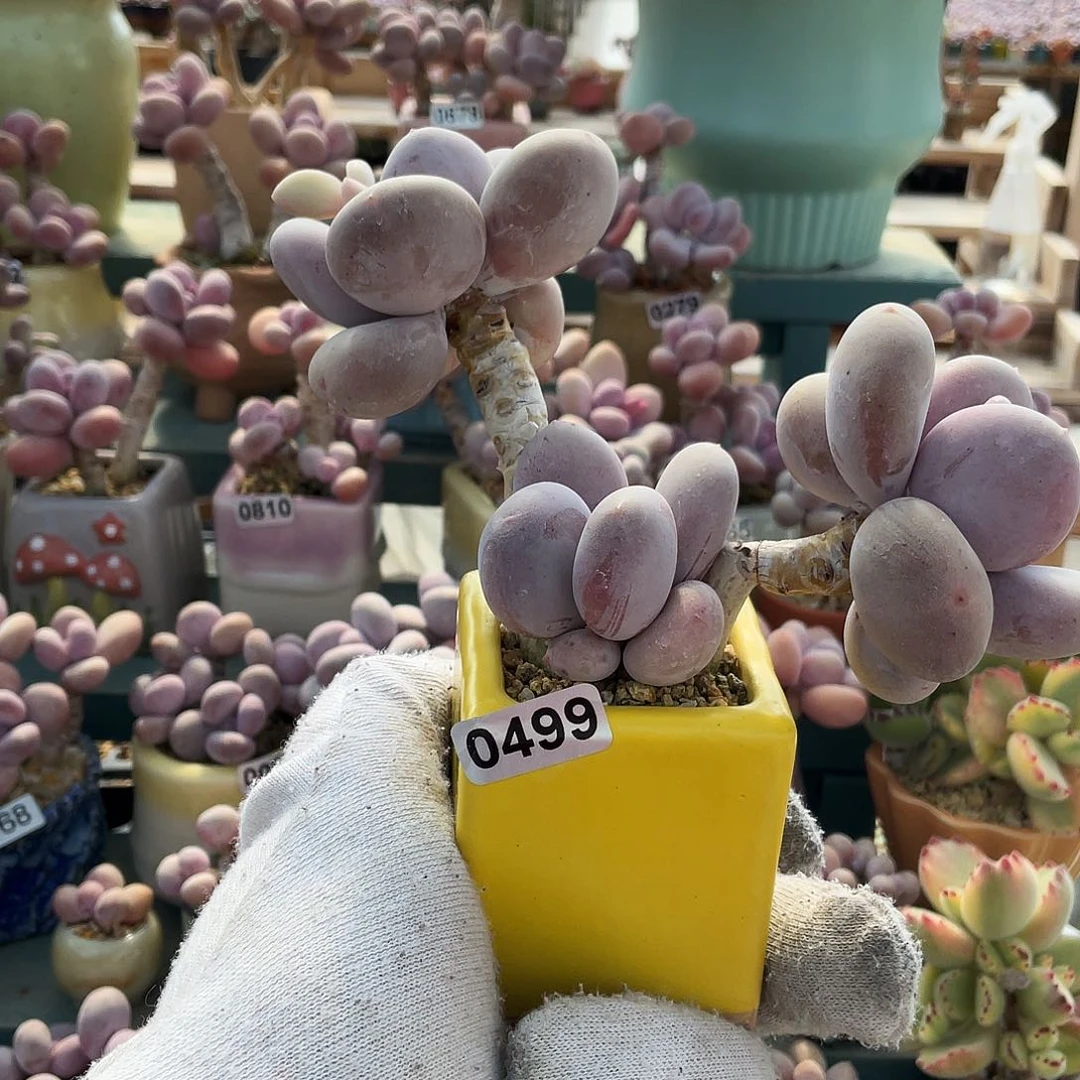 Y***-多肉植物的生长发育