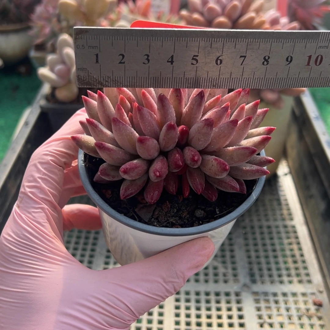 表妹精品多肉植物359.