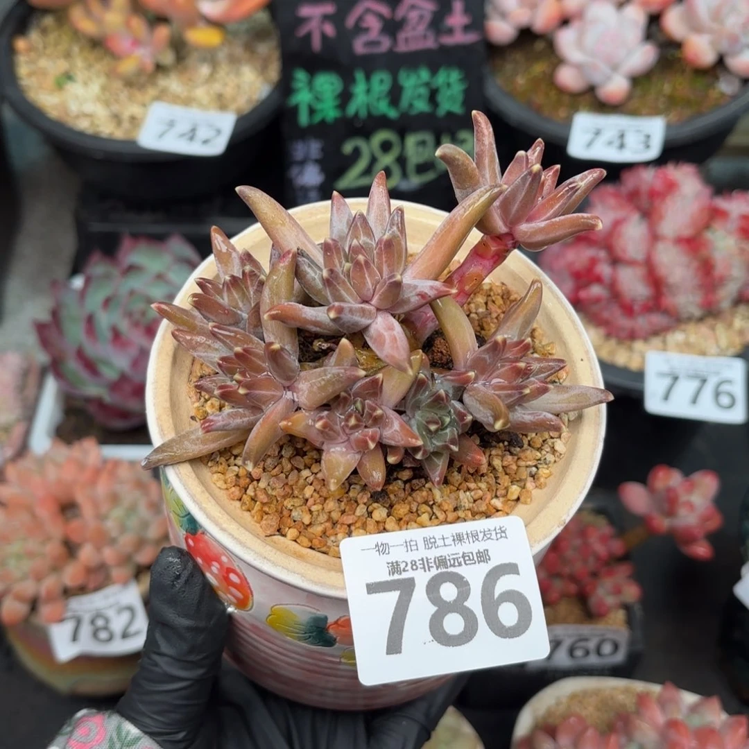 梵高老桩无盆土发货