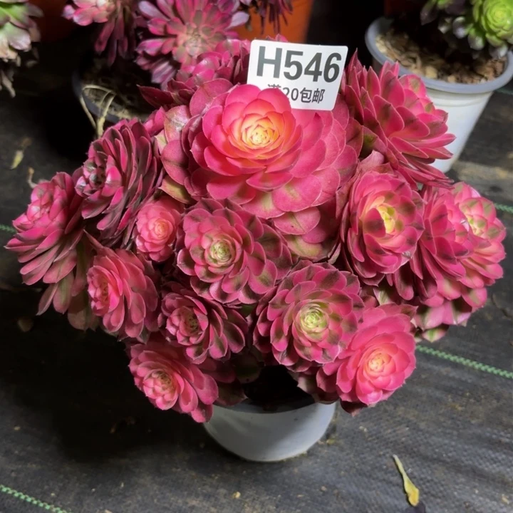 瑞妈一物一拍546