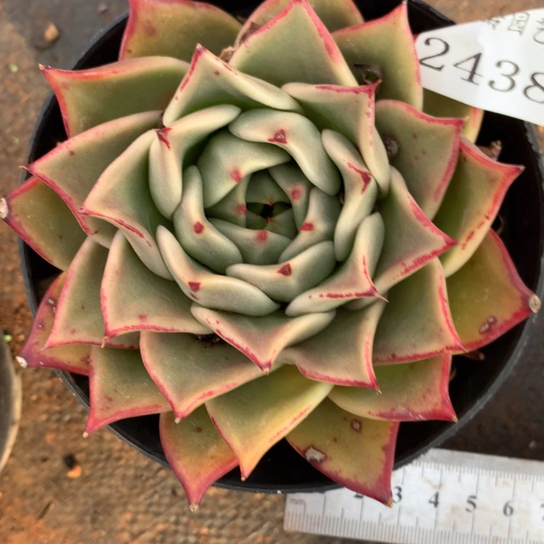 2438杂交精品基地10厘米