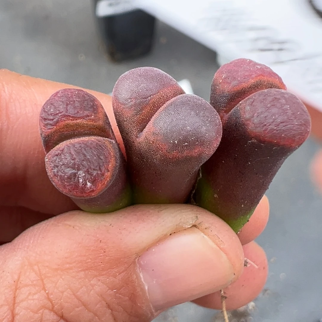 10.31好看的多肉脱土发货089高腿