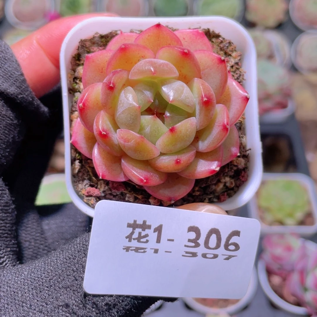 花利美1-306新品珍妮