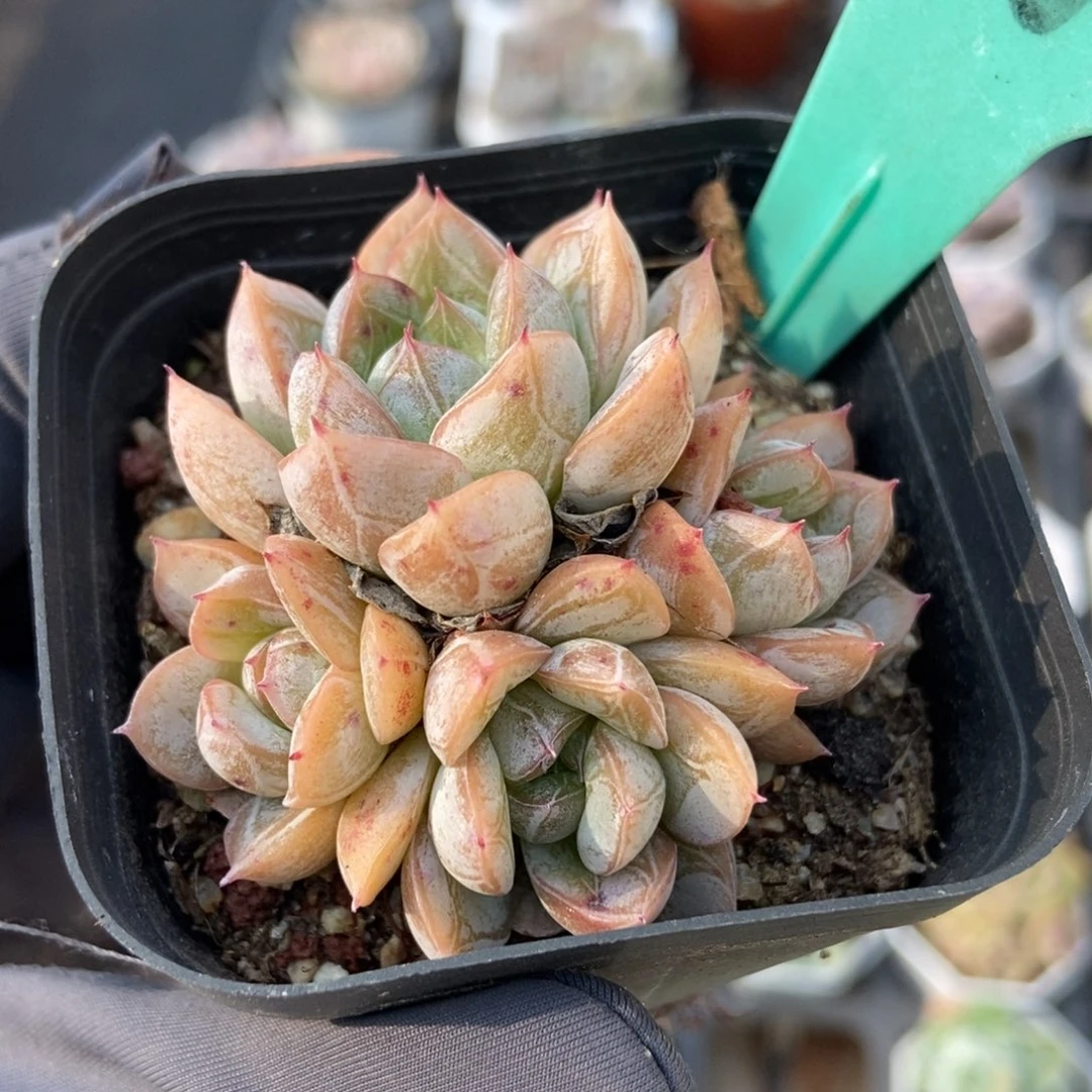 1873爱沙公主多肉植物