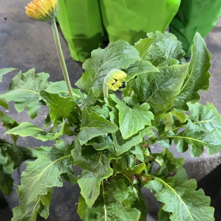 原盆原土甜****）一加仑非洲菊水蜜桃。一物