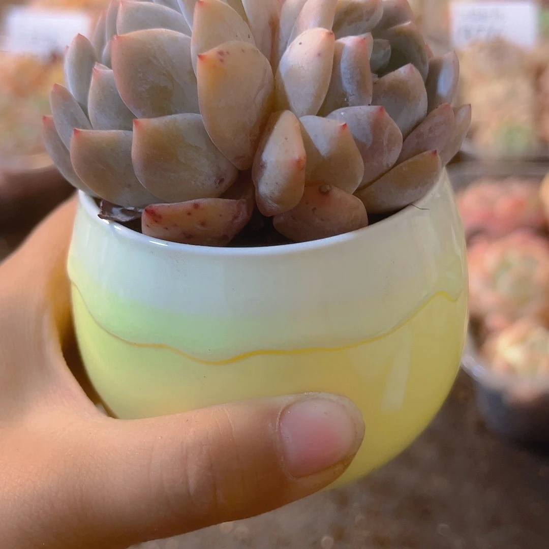 橙梦露，带瓷盆带土发货