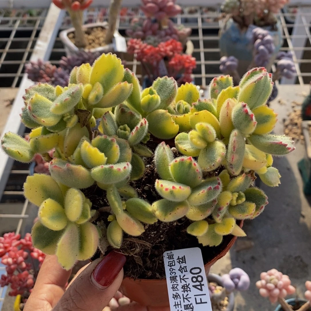 彩熊480/10cm散福利