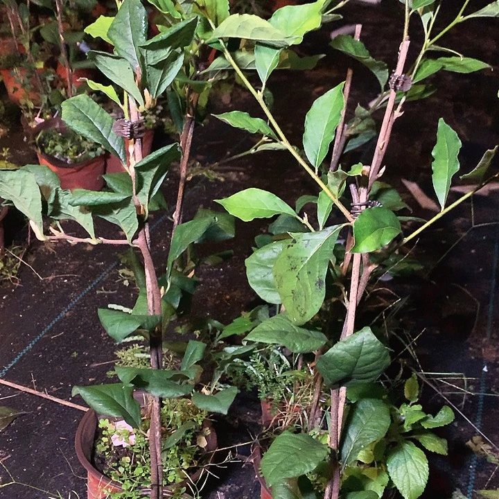 完全开放红大秋42.8