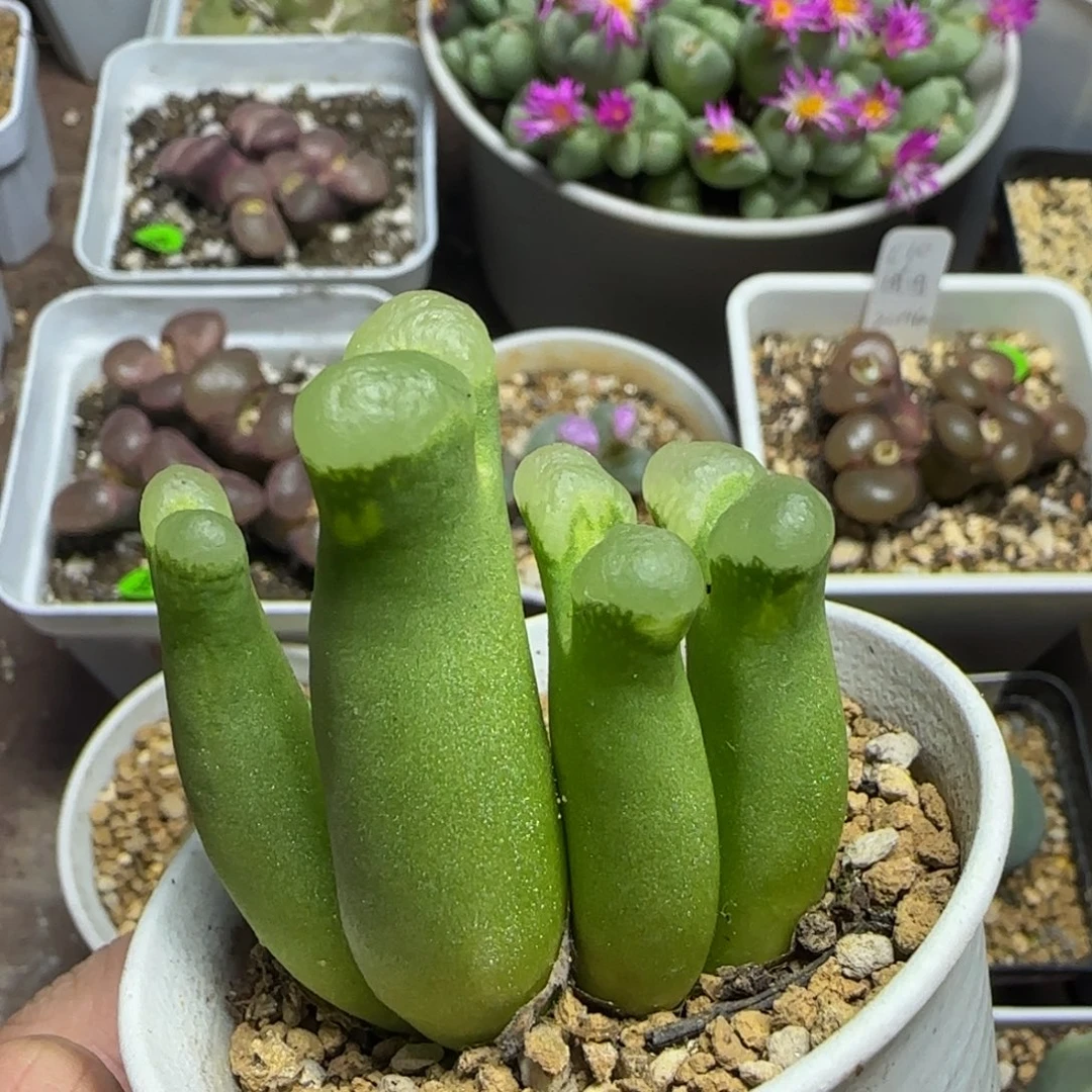 肤白貌美大长腿649