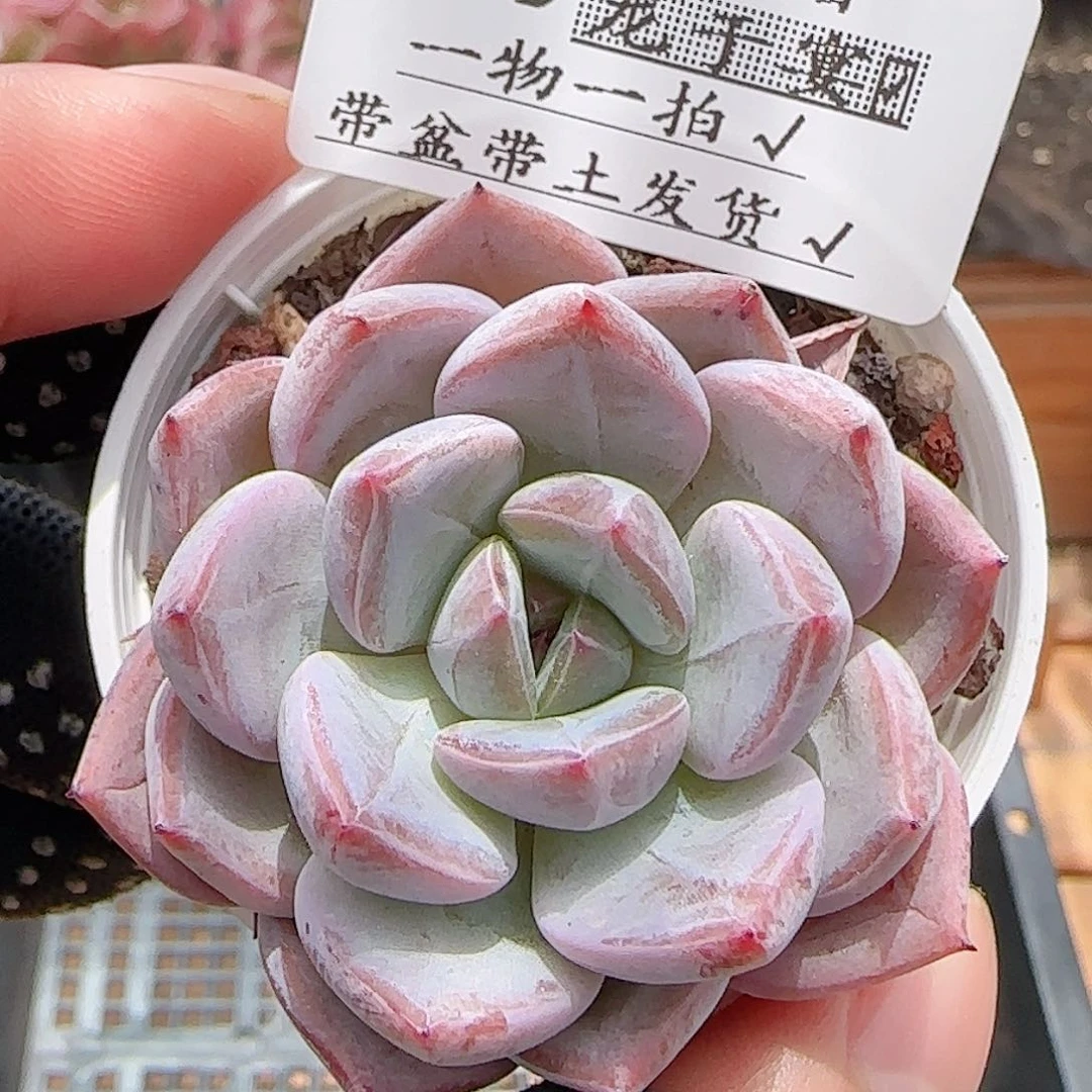 多肉0710-306暗纹