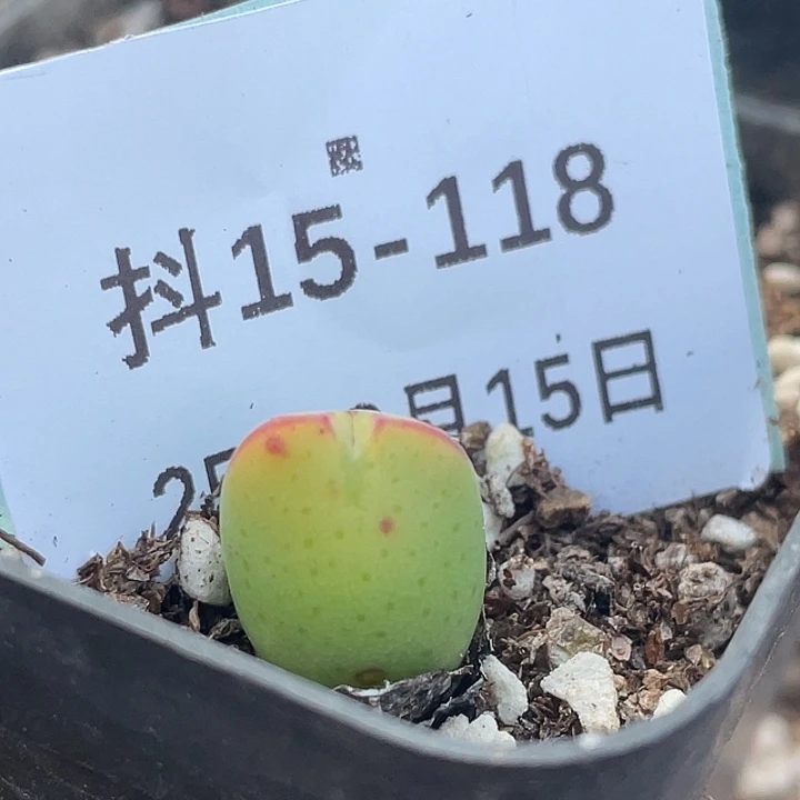 15-118将多肉植物肉锥