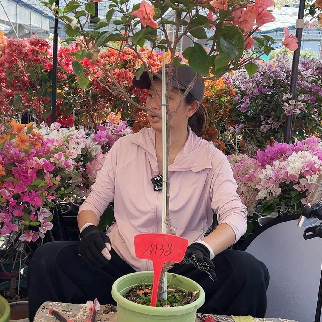知***足大部分花苞少量开放M38波妹
