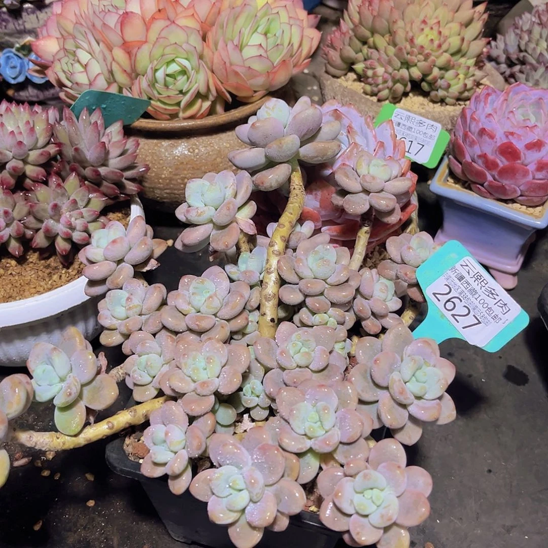 2627红洛神多肉植物泡沫打包