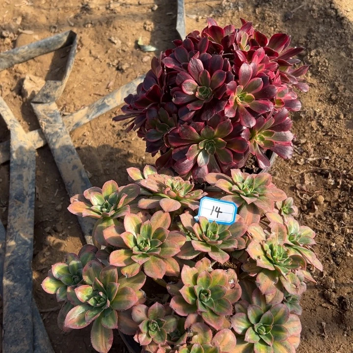 多肉植物断枝不包14