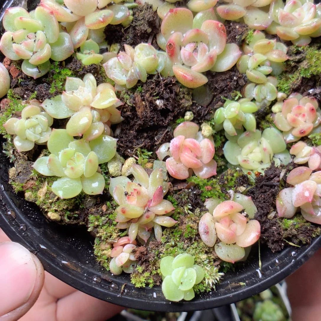 无花朵W64英语英语英语英语英语英语英语