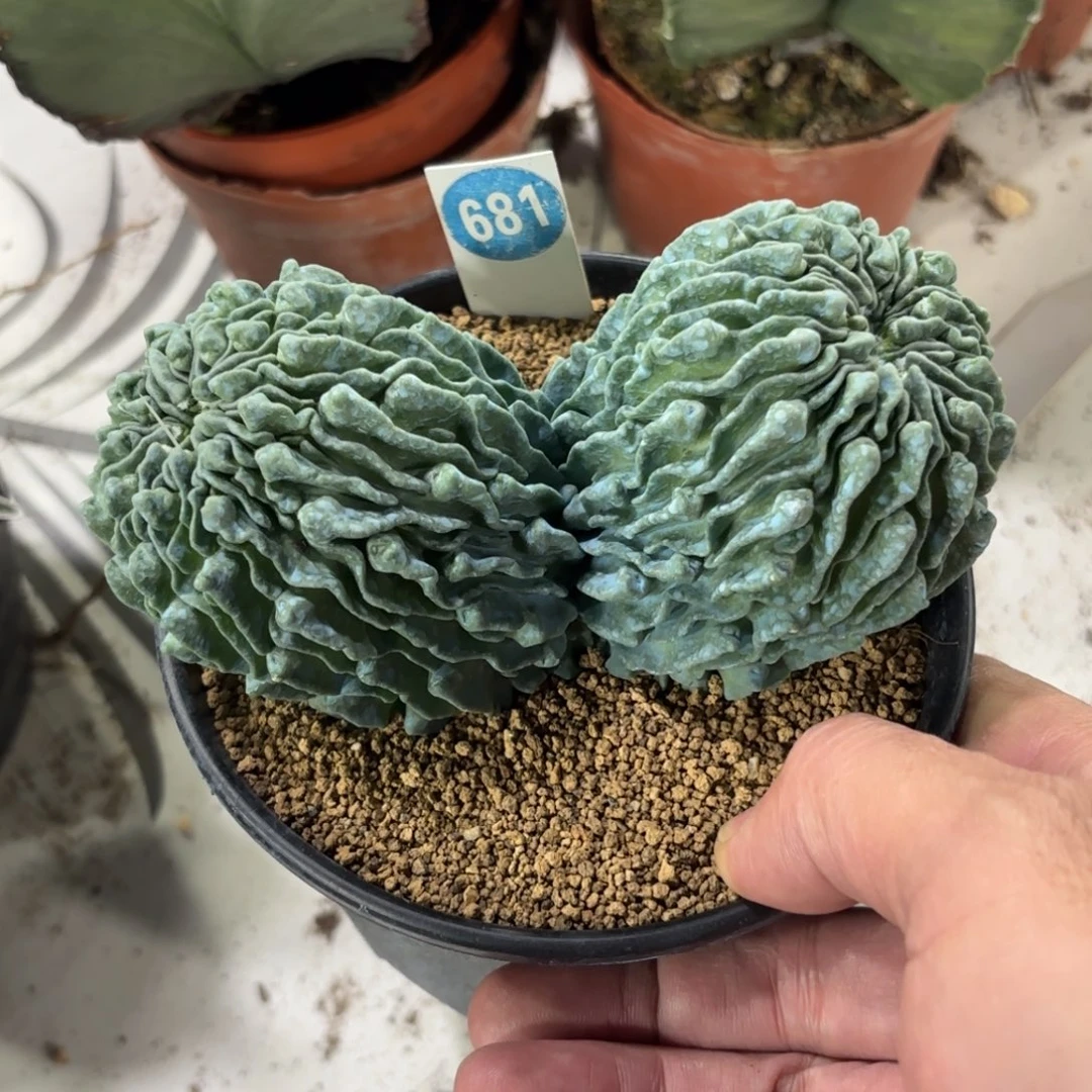 681双头蝌蚪球带盆