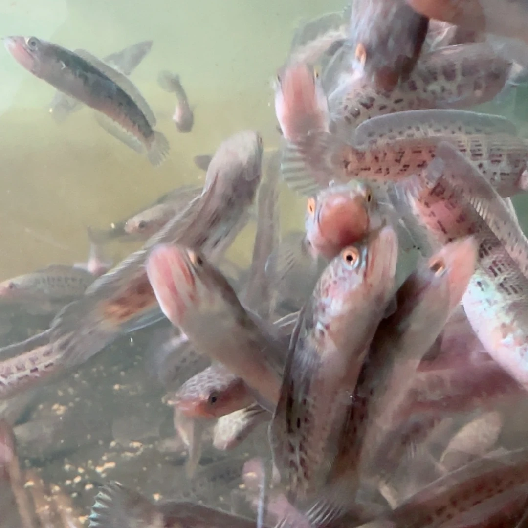 热带鱼公6 7思**厚