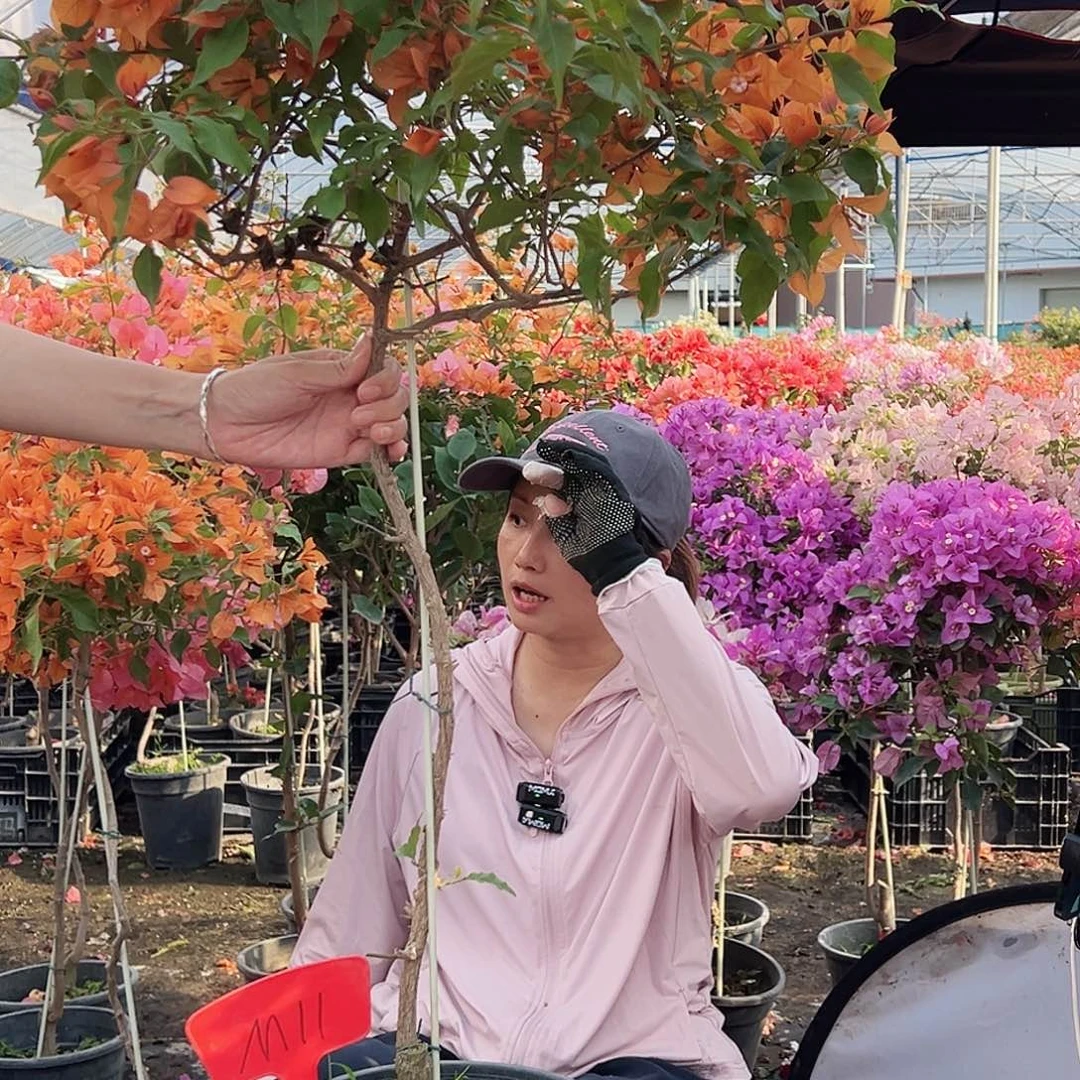 妮***子大部分花苞少量开放M11橙桑巴