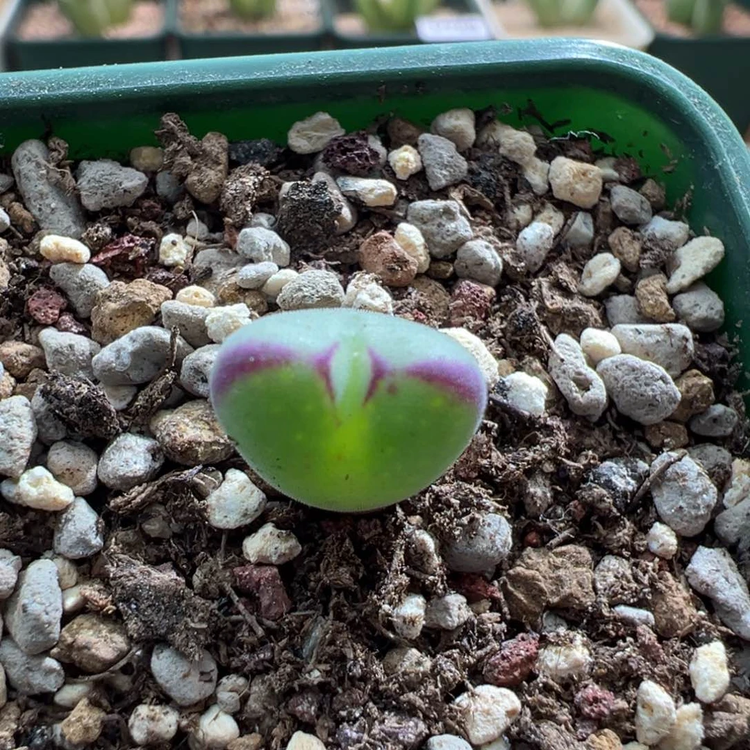 991沙文利亚优选一颗