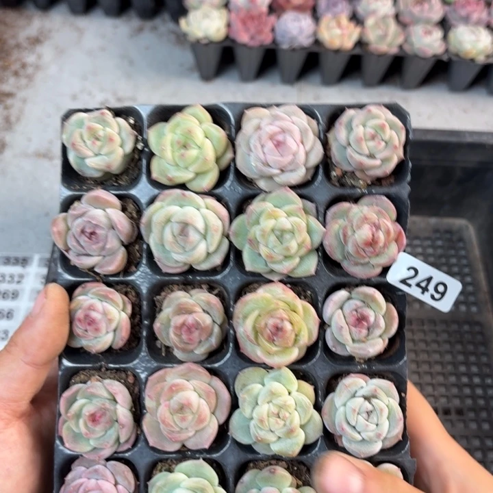 鑫***油精品直播一单包邮249