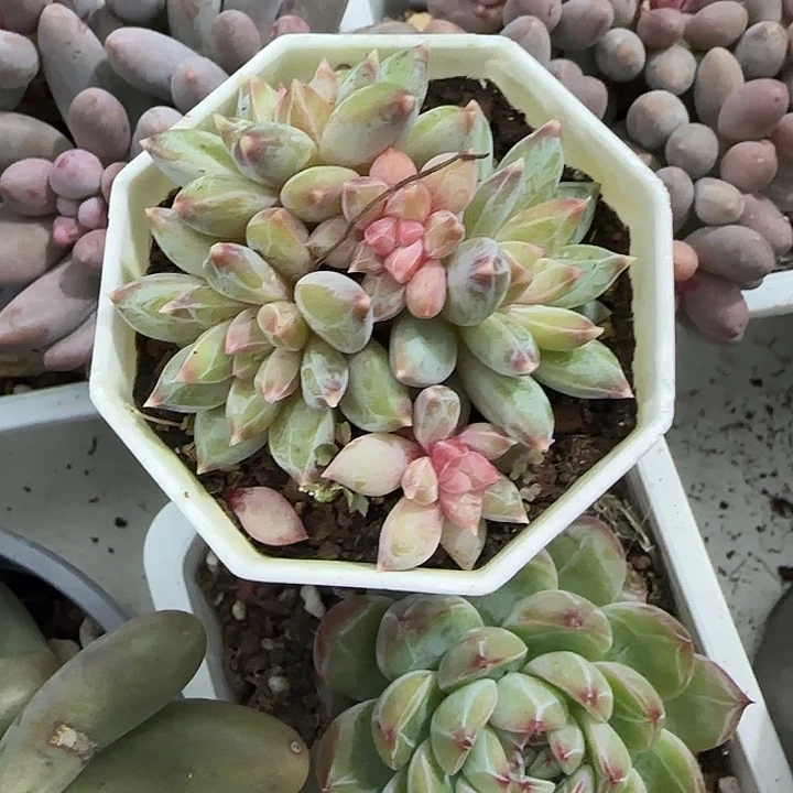 青蛙王子儿童牙膏套装11