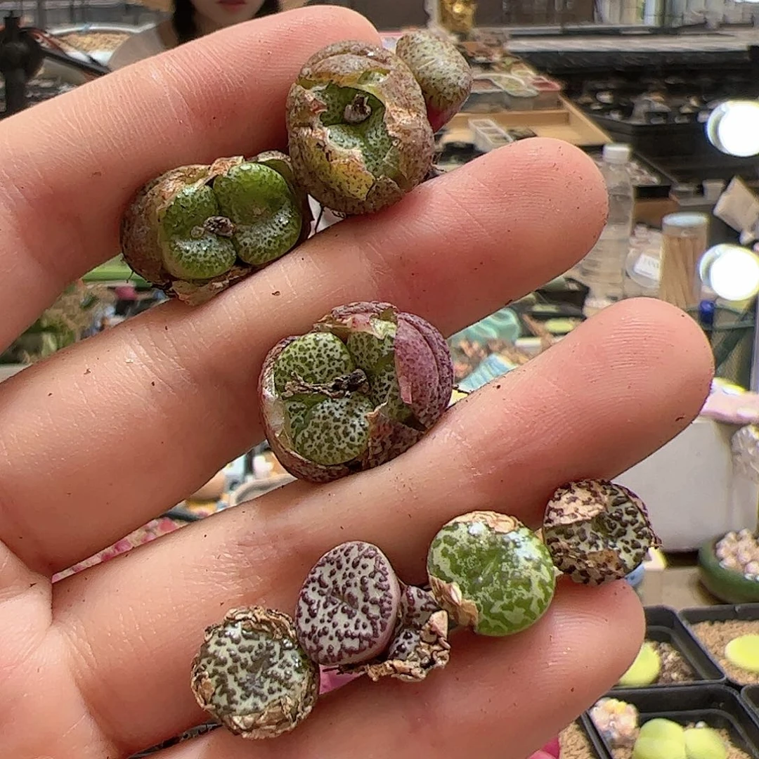 【闪购商品】82 福利