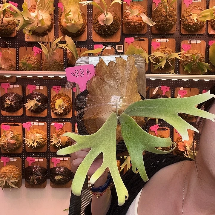 完全开放Pn月光爪哇