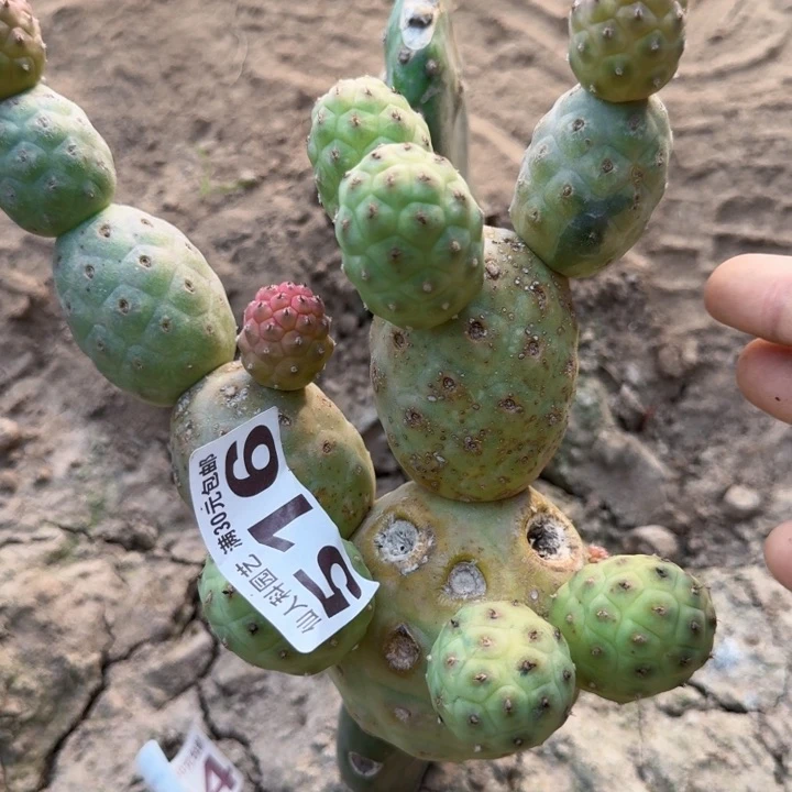 无花朵516大型无刺习锦东二